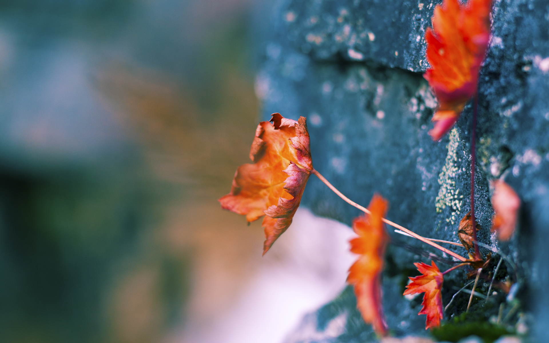 爱游戏在线登录入口-“村BA”篮球赛事与NBA球员吉米·巴特勒联动，吸引大量观众关注，nba吉米巴特勒图片