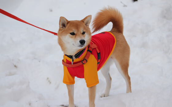 “意甲强队大战令人目不暇接,冠军悬念继续”,意甲阵容