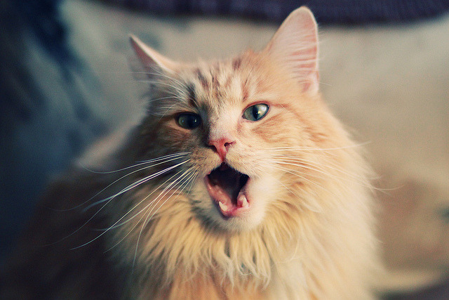 “新赛季中超联赛广告赞助额创历史新高”，中超广告赞助商