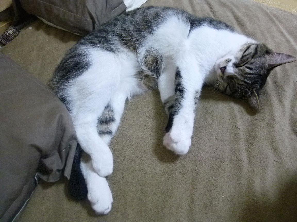 爱游戏登录入口-“意甲豪门迎来关键比赛，胜负关系欧冠席位”，意甲七大豪门俱乐部