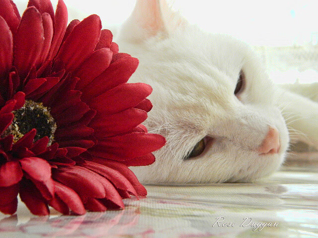 爱游戏官方网站-“英超战火升级，各队誓夺联赛王座”，英超hull