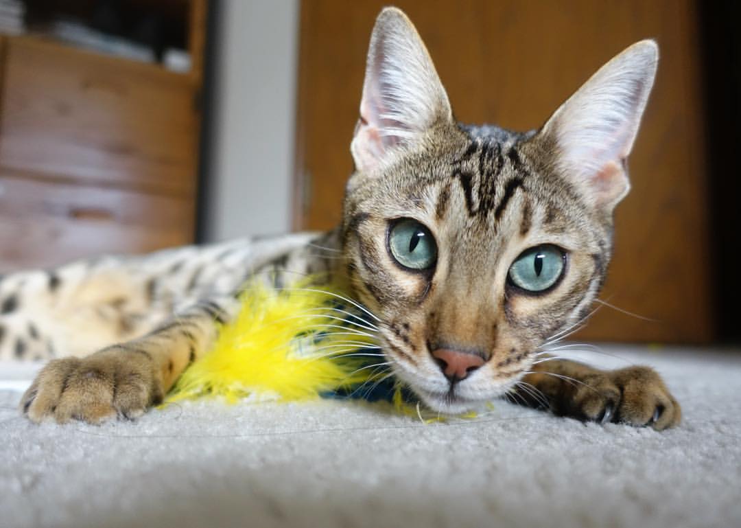 【比赛现场直击】冠军运动员的临场应变能力,运动员进场展示