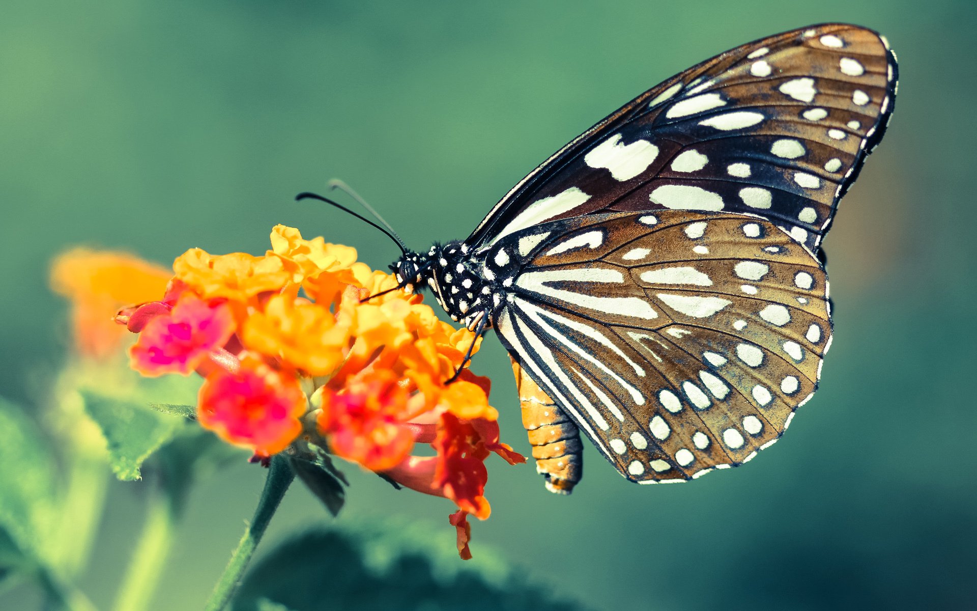 爱游戏下载-史上“最精彩”的团队协作，战术大师的完美展示！，团队战sl