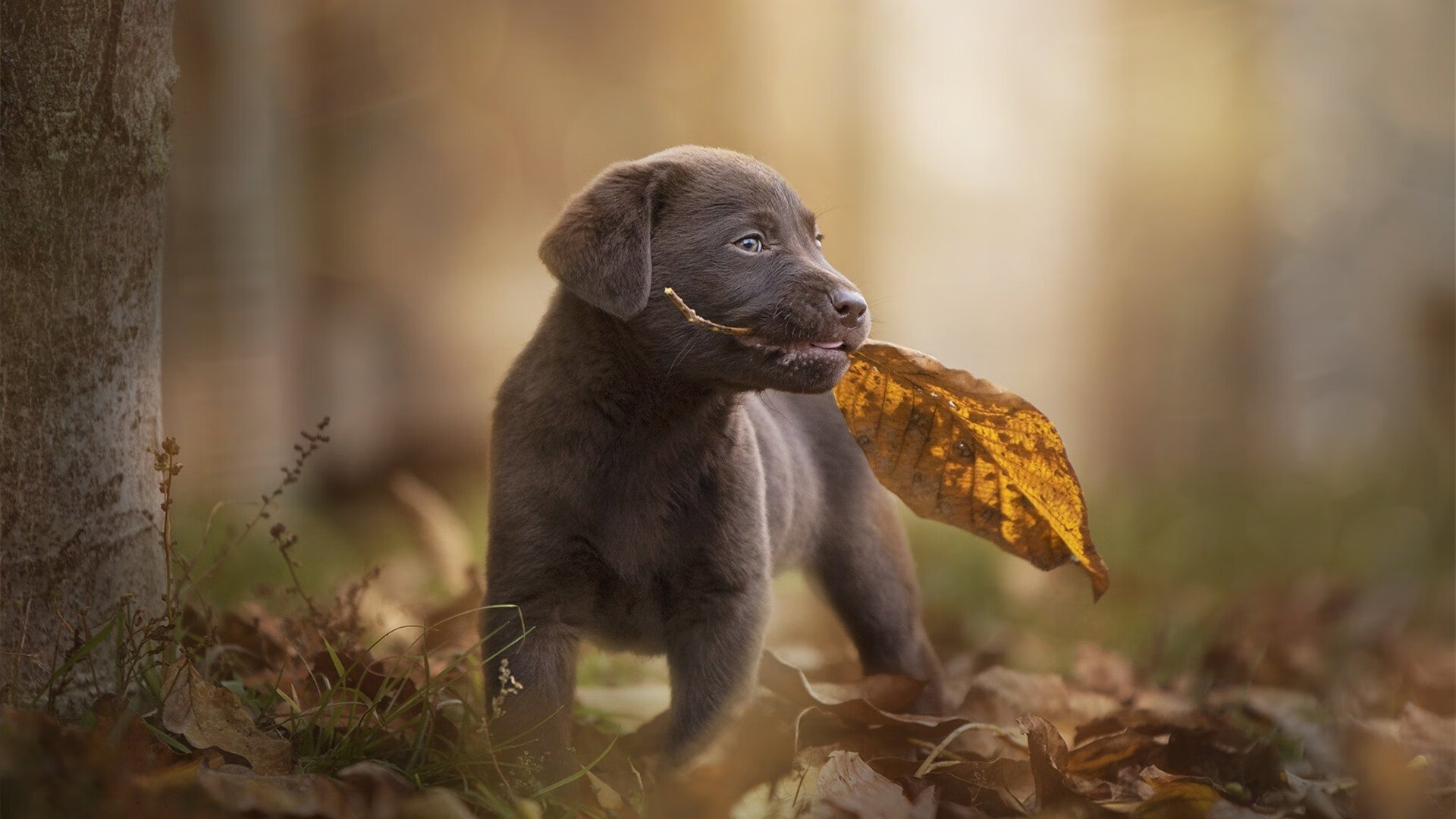 巴黎圣日尔曼正式官宣新援加盟,豪门再补强,巴黎圣日尔曼全队合照