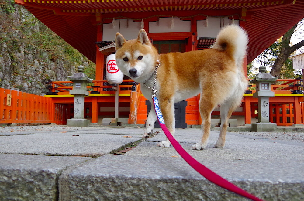 爱游戏平台-莱万超越历史：个人生涯第200球，德甲史上第一人，莱万上赛季德甲进球