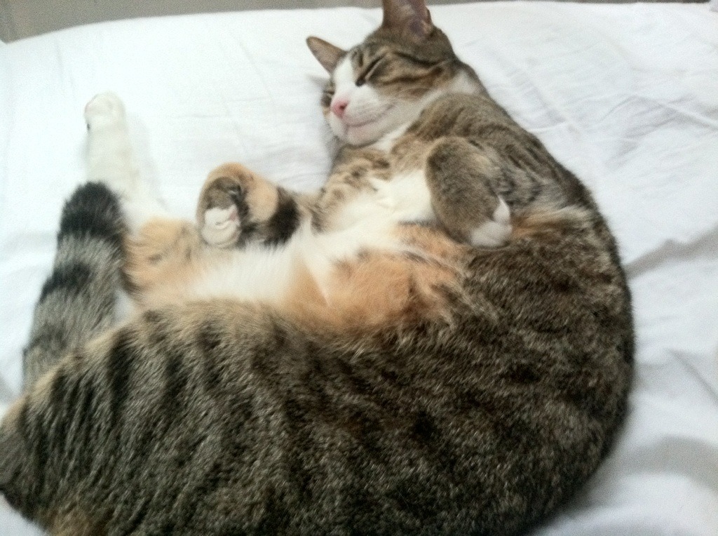 爱游戏中国官方登录入口网站-费城76人“新星”恩比德，争夺联盟得分王！，费城76人主力