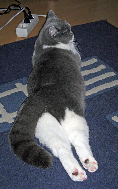 爱游戏体育-跨越洲际：WRC每年在不同国家的精彩表现，跨越cors