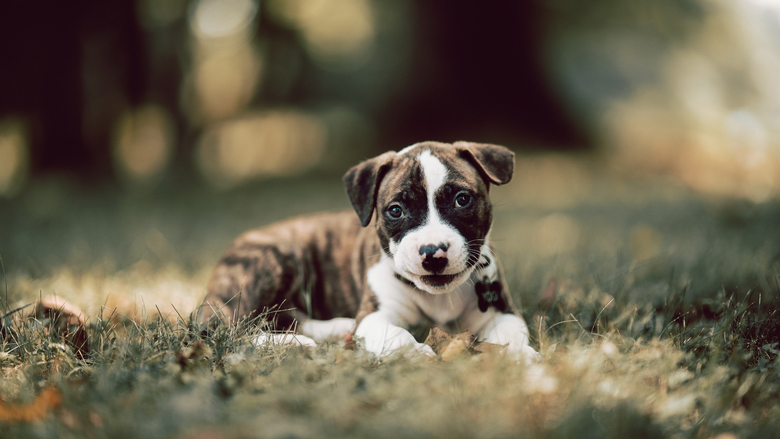 哥伦比亚女足在巴黎奥运会比赛中表现出色,赢得奖牌,哥伦比亚男足主帅