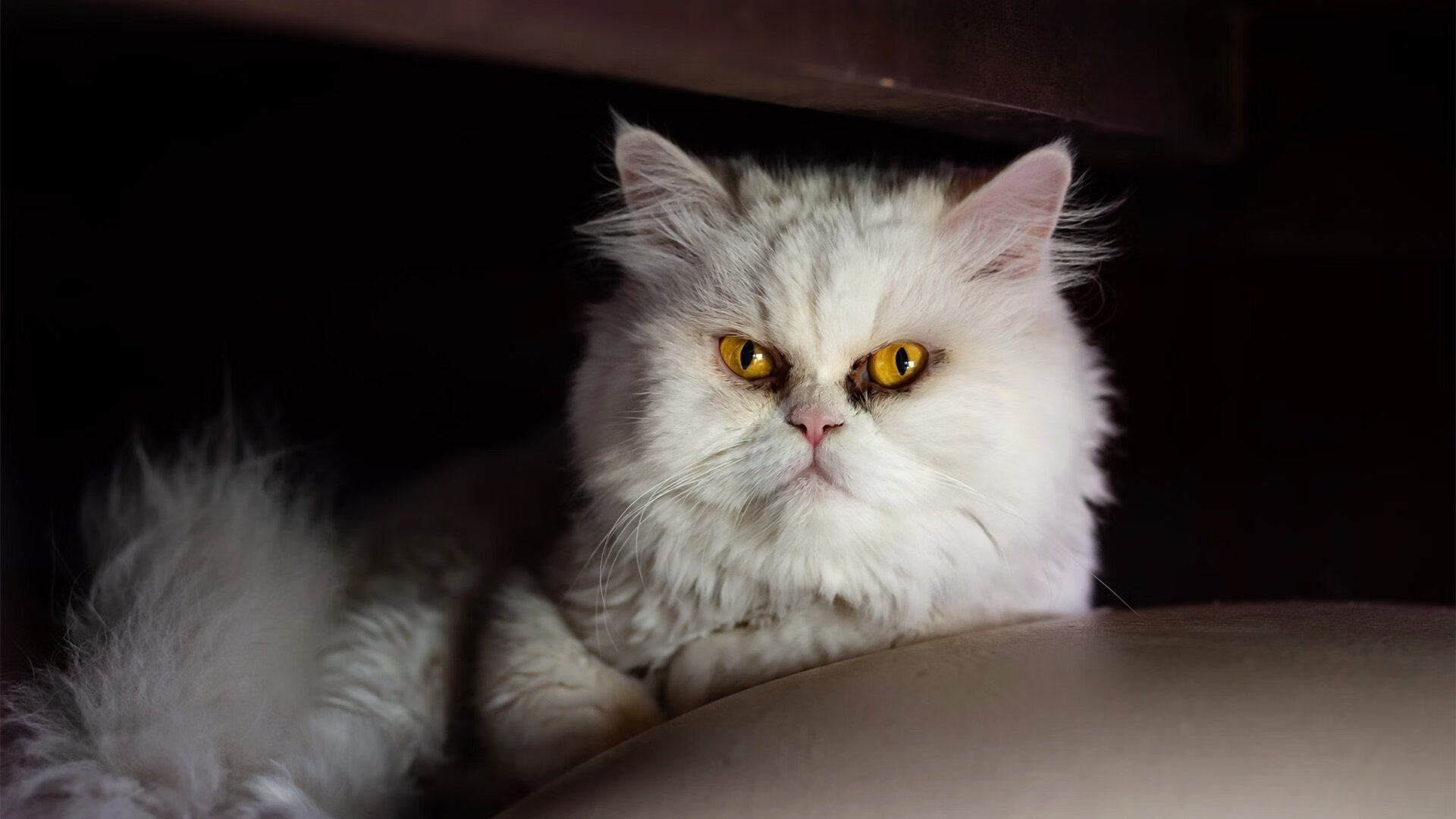 巴萨客场1-1战平瓦拉多利德,错失两分,巴萨对战瓦伦西亚