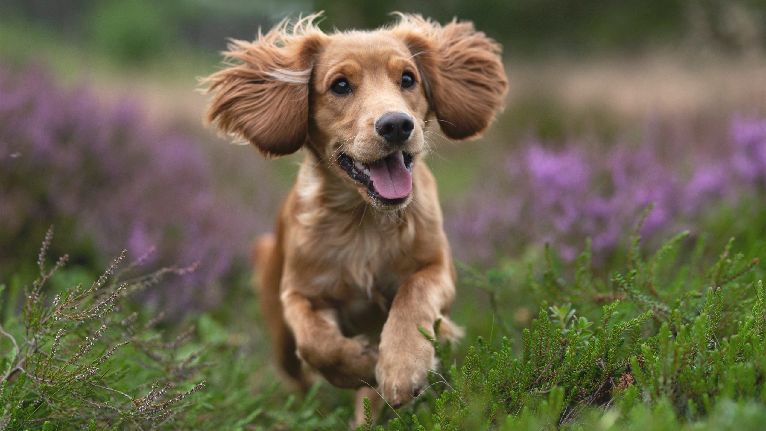 爱游戏-综合网球赛事奖金结构大变革，网球奖金怎么分配