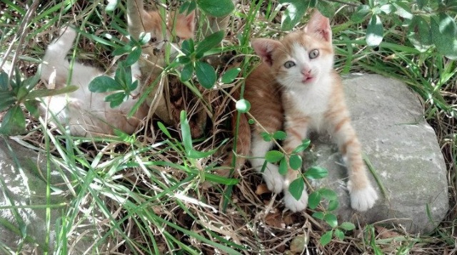 AIYOUXI.COM-鹈鹕客场惜败太阳，英格拉姆莫名失灵致终场败北，鹈鹕英格拉姆受伤