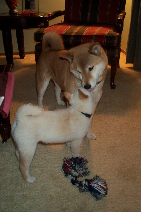 中超前锋射门效率趋势数据,足球前锋射门