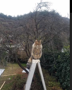 体育新闻中心开展体育科技与传媒融合实践计划,体育与传媒的融合与发展