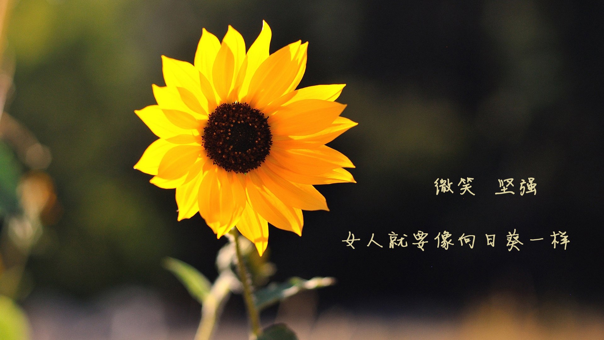 爱游戏官方-加拿大队在国际乒联混合团体世界杯中的出色技术与团队表现，加拿大乒乓球混双名单