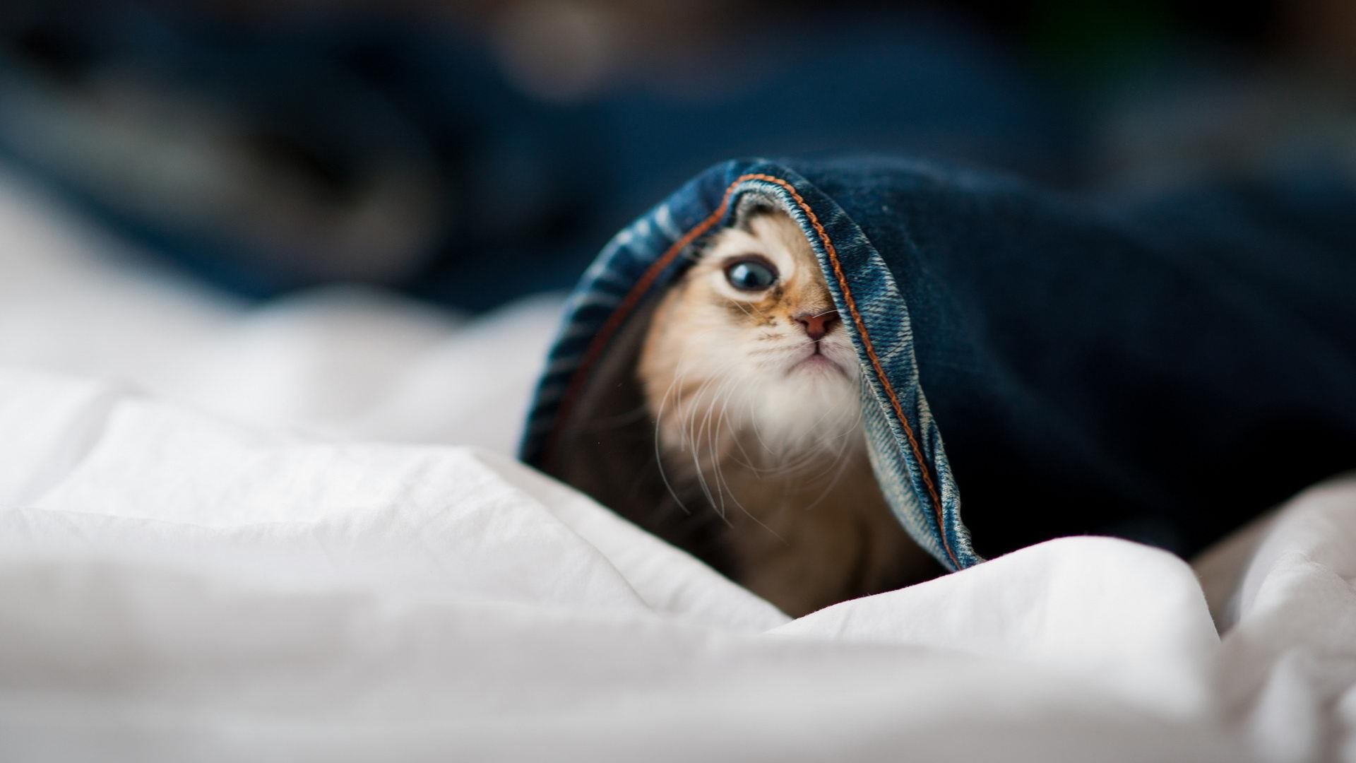 爱游戏体育平台-埃韦顿·里贝罗传射建功，掌控节奏，里贝罗图片