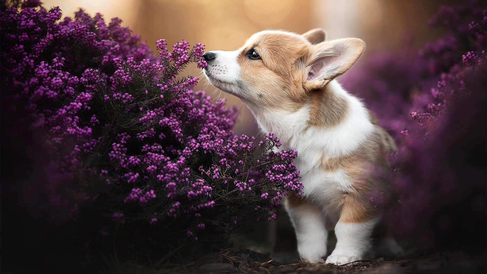 新加坡队在国际乒联混合团体世界杯中的配合默契与整体表现,新加坡队乒乓球