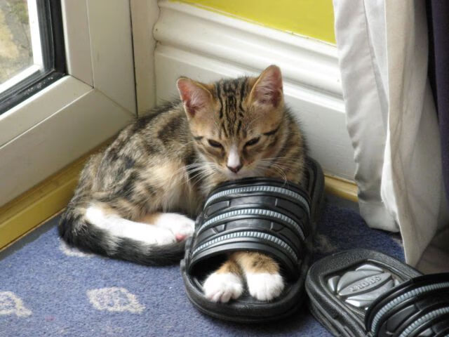 热血教练团队幕后辛勤付出感动球迷,热血教师是真实的吗