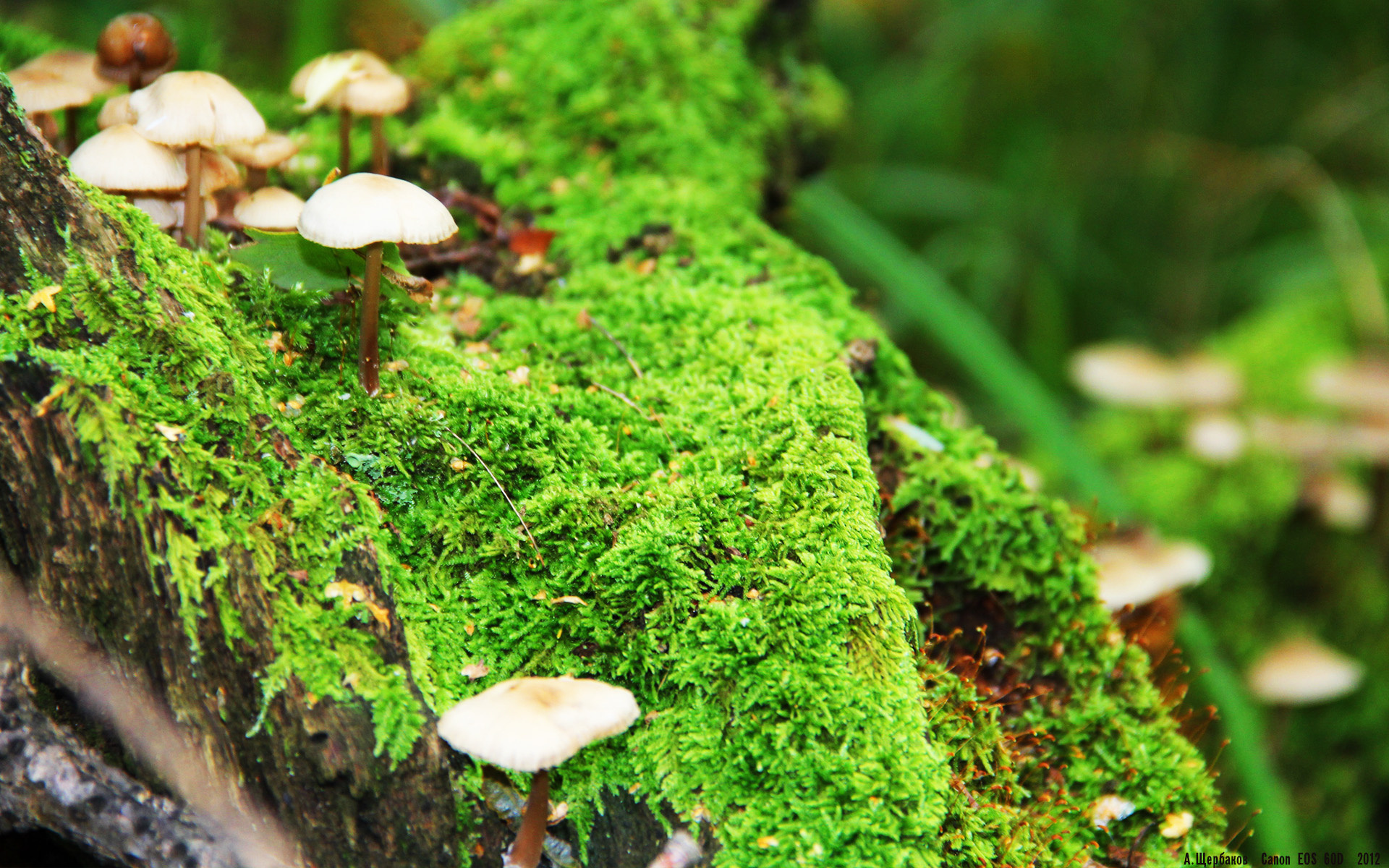 社交媒体关注年轻球员海外效力动态,海外球员过多