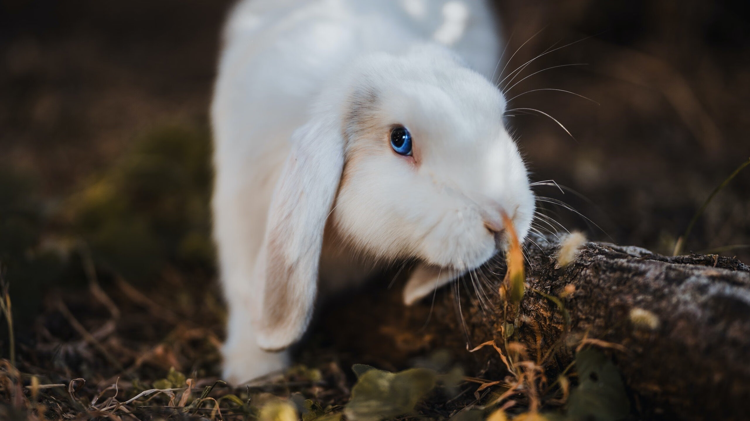乔纳·隆戈的速度与力量,让全黑队进攻如风,乔瓦尼·格隆基