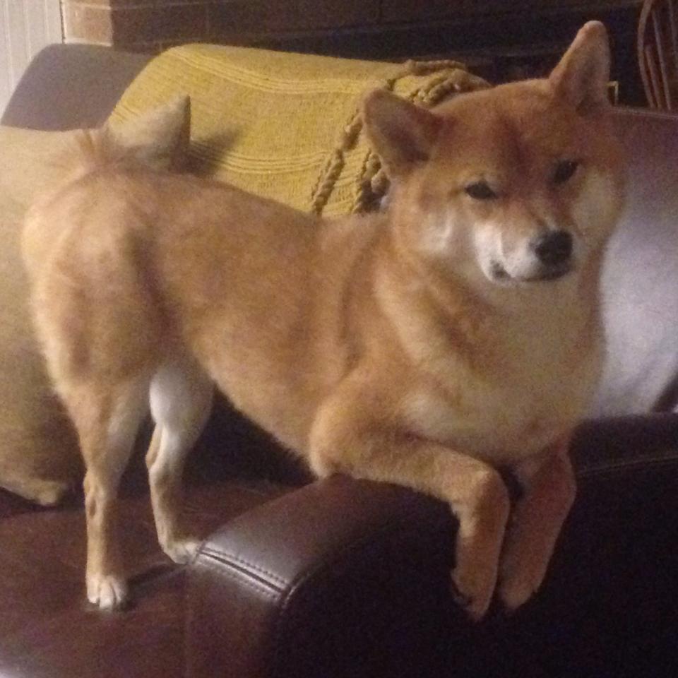 半决赛表现稳定,表现延续性好,半决赛定义