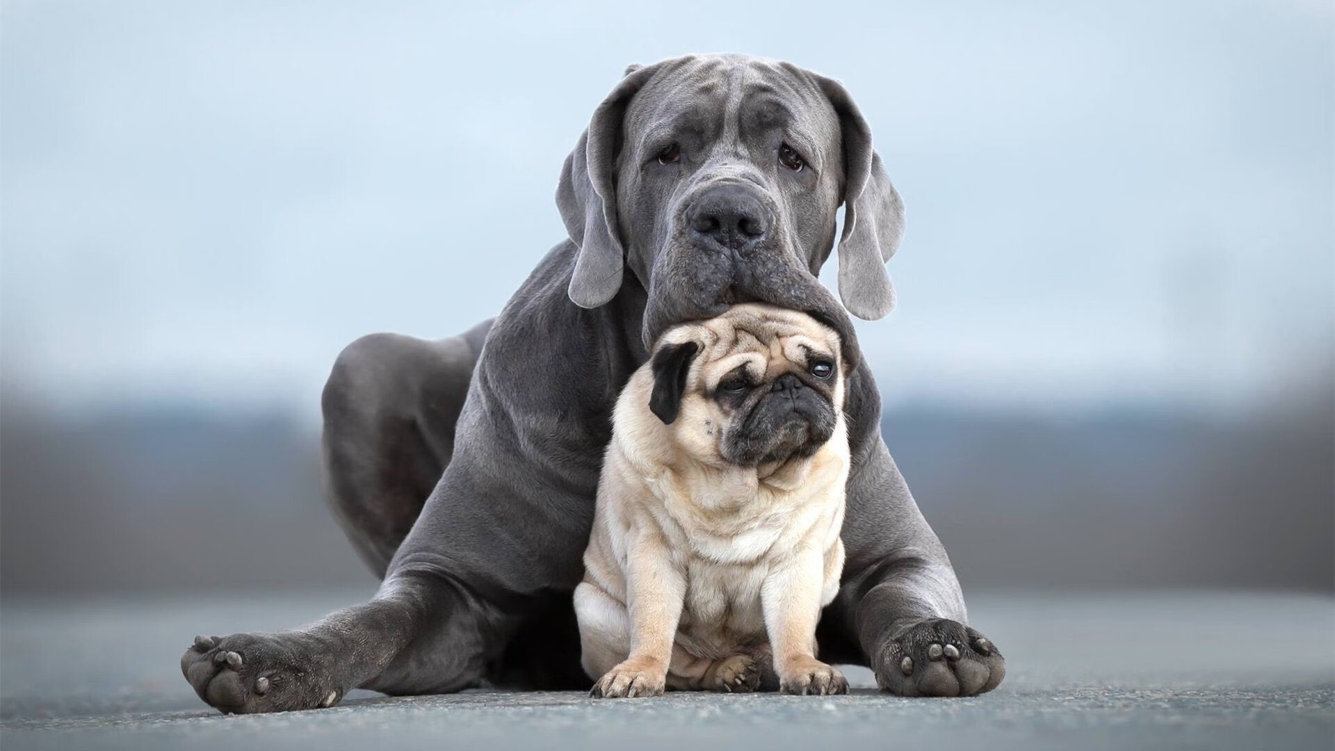 皮特·卡普尔的强悍冲击与突破技巧成为袋鼠队的关键优势,皮尔斯和卡特谁厉害