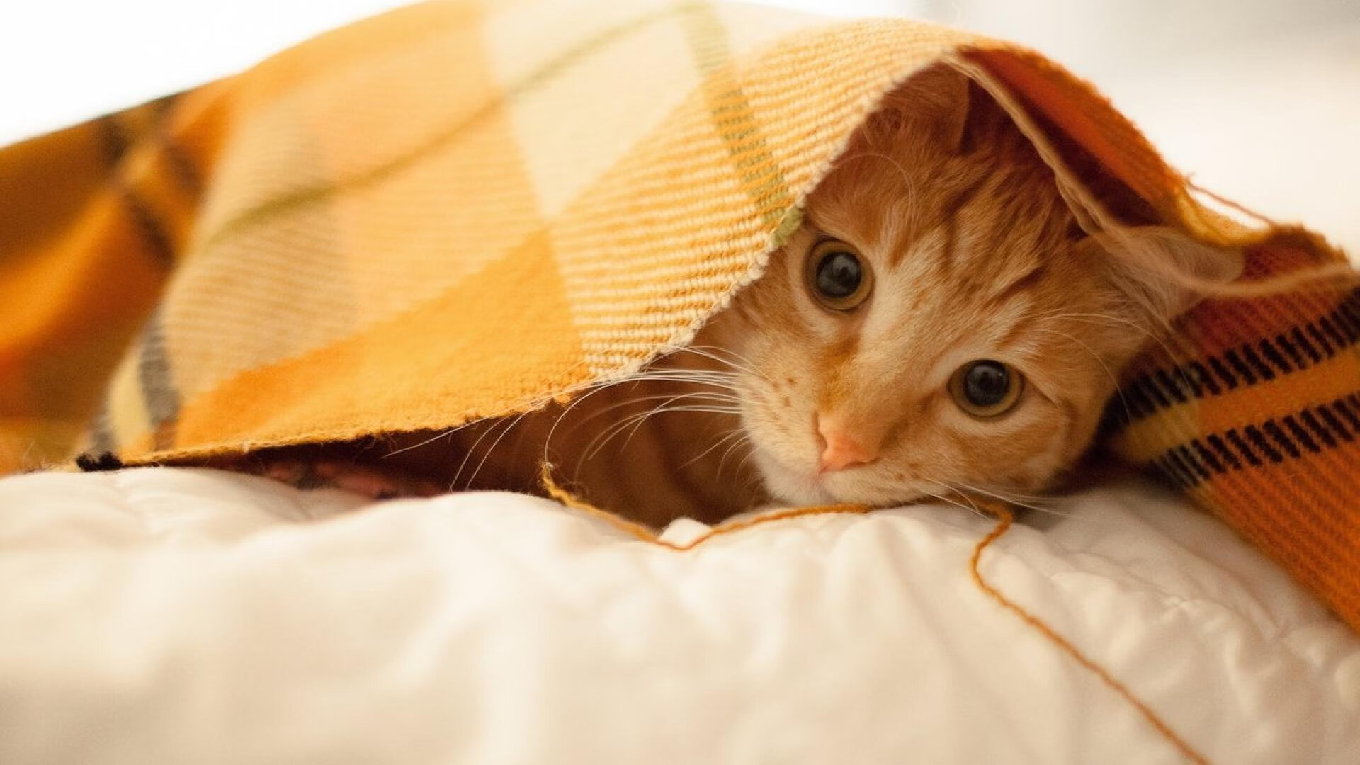 米切尔坦言目标是带领球队走得更远,米切尔厉害