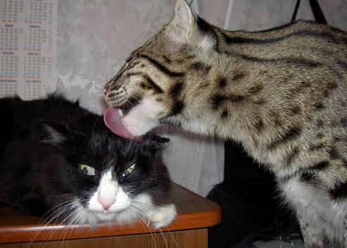 西甲裁判的职业培训体系优化,西乙裁判